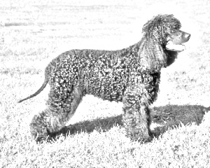 Breed Irish Water Spaniel Breed Irish Water Spaniel