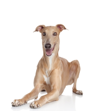 Breed Italian Greyhound Breed Italian Greyhound