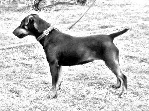 Breed Jagdterrier Breed Jagdterrier