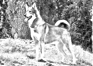 Breed Jamthund Breed Jamthund