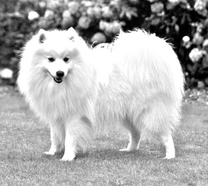Breed Japanese Spitz Breed Japanese Spitz