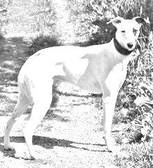 Breed Kaikadi Breed Kaikadi
