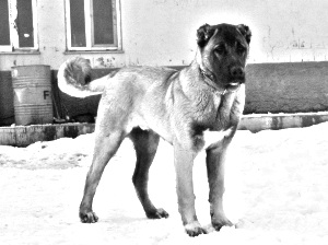 Breed Kangal Dog Breed Kangal Dog