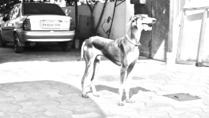 Breed Kanni Breed Kanni