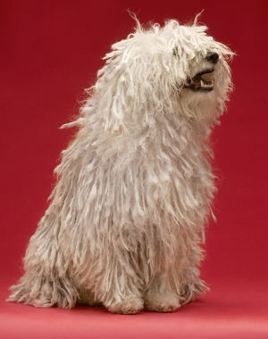 Breed Komondor Breed Komondor