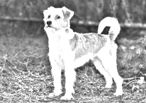 Breed Kromfohrlander Breed Kromfohrlander