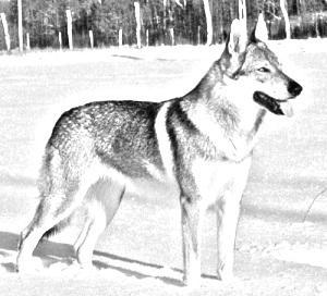 Breed Kunming Wolfdog Breed Kunming Wolfdog