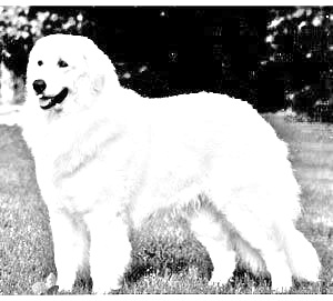 Breed Kuvasz Breed Kuvasz