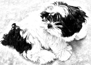 Breed Kyi-Leo Breed Kyi-Leo