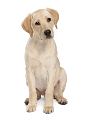 Breed Labrador Retriever Breed Labrador Retriever