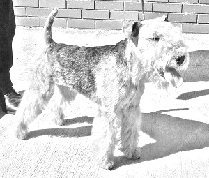 Breed Lakeland Terrier Breed Lakeland Terrier