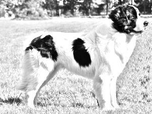 Breed Landseer Breed Landseer