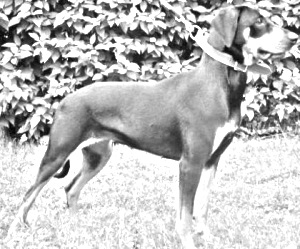 Breed Lithuanian Hound Breed Lithuanian Hound