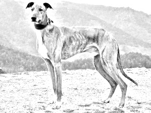Breed Magyar Agar Breed Magyar Agar