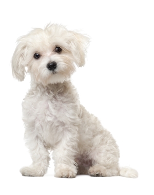 Breed Maltese Breed Maltese