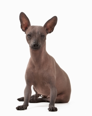 Breed Mexican Hairless Dog
