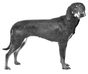 Breed Montenegrin Mountain Hound Breed Montenegrin Mountain Hound
