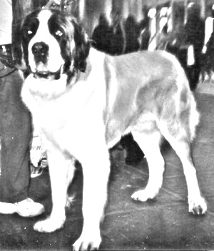 Breed Moscow Watchdog Breed Moscow Watchdog