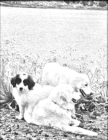 Breed Mucuchies Breed Mucuchies