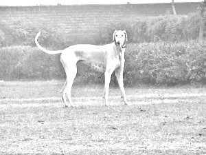 Breed Mudhol Hound Breed Mudhol Hound