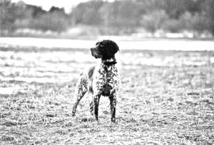 Breed Munsterlander, Large Breed Munsterlander, Large