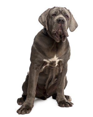 Neapolitan Mastiff