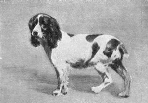 Breed Norfolk Spaniel Breed Norfolk Spaniel
