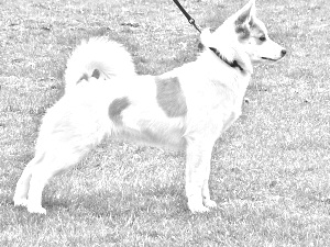 Breed Norrbottenspets Breed Norrbottenspets