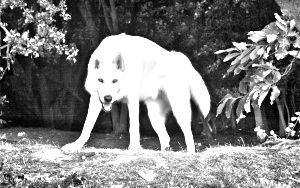 Breed Northern Inuit Dog Breed Northern Inuit Dog