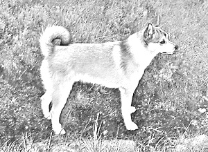 Breed Norwegian Lundehund Breed Norwegian Lundehund