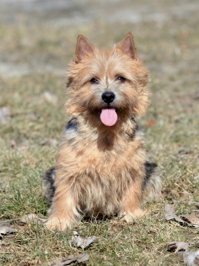 Breed Norwich Terrier Breed Norwich Terrier