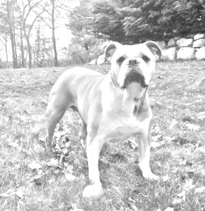 Breed Olde English Bulldogge