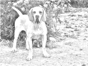 Breed Pachon Navarro Breed Pachon Navarro