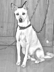 Breed Pandikona Breed Pandikona