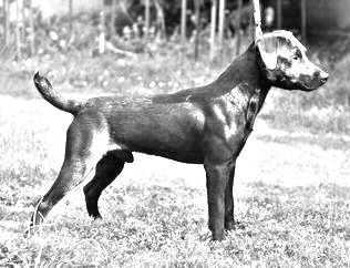 Breed Patterdale Terrier Breed Patterdale Terrier