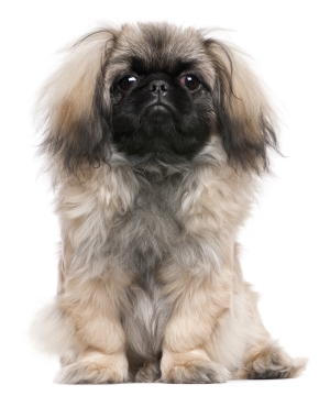 Breed Pekingese Breed Pekingese