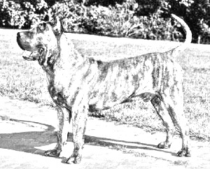 Breed Perro de Presa Canario Breed Perro de Presa Canario