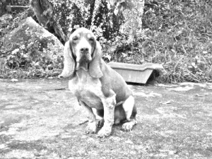 Breed Perro fino Colombiano Breed Perro fino Colombiano