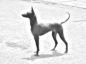 Breed Peruvian Hairless Dog Breed Peruvian Hairless Dog