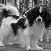 Breed Phalene Breed Phalene