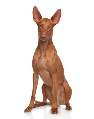 Breed Pharaoh Hound Breed Pharaoh Hound