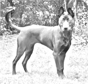 Breed Phu Quoc ridgeback dog Breed Phu Quoc ridgeback dog