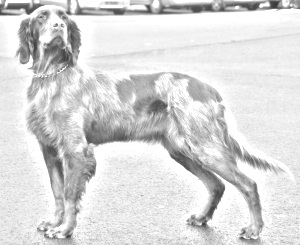 Breed Picardy Spaniel Breed Picardy Spaniel