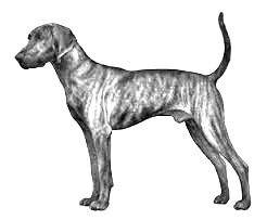 Breed Plott Hound Breed Plott Hound