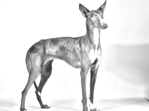 Breed Podenco Canario Breed Podenco Canario