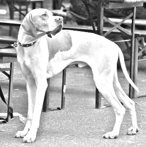 Breed Pointer Breed Pointer