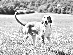 Breed Poitevin Breed Poitevin