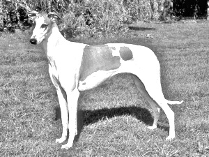 Breed Polish Greyhound Breed Polish Greyhound