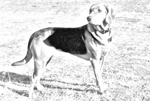 Breed Polish Hound Breed Polish Hound