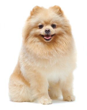 Breed Pomeranian Breed Pomeranian